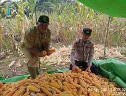 Bintara Pengerak Ketahanan Pangan Polsek Menyuke Mengikuti Panen Perdana Jagung Hibrida
