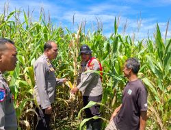 Pamatwil Kecamatan Mempawah Hulu Cek Lahan Jagung Siap Panen di Desa Tunang