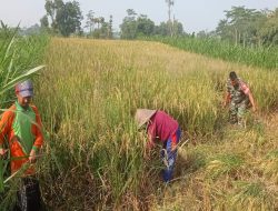 Masa Panen Raya Babinsa Aktif Dampingi Petani Panen Padi Di Desa Soso