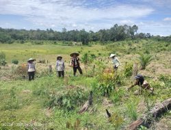 Bintara Polsek Meranti Pengecekan dan Pengolahan Lahan Percontohan Penanaman Jagung