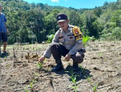 Bhabinkamtibmas dan Poktan Tengah Baru Cek Perkembangan Jagung di Desa Agak