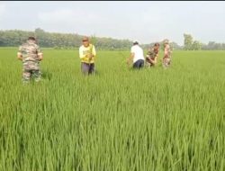 Babinsa Sukses Dampingi Petani Basmi Gulma, Tingkatkan Produktivitas Padi