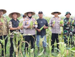 Panen Jagung Dalam Rangka Dukung Program Asta Cita Presiden, Kapolres Buru Harap Masyarakat Rubah Pola Pikir Konsumtif Jadi Kreatif dan Produktif