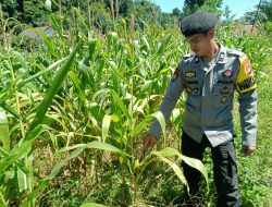 Bhabinkamtibmas Polsek Sebangki Turun Langsung Cek Lahan Jagung di Hari Libur