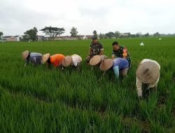 Babinsa Dampingi Petani Bersihkan Rumput di Sawah, Wujud Sinergitas TNI dan Rakyat