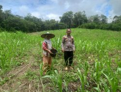 Bintara Pengerak Progres Cek Perkembangan Tanaman Jagung