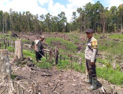 Polsek Kuala Behe Laksanakan Pengecekan Lahan Untuk Penanaman Tanaman Jagung Hibrida