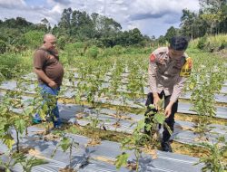 Mendukung Ketahanan Pangan Bintara Penggerak Desa Jelimpo cek Pekarangan Pangan Bergizi