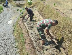 Babinsa Desa Olakalen Dan Petani Bersinergi, Kejar Musim Tanam Padi Dua Kali Setahun di Wilayah Selorejo