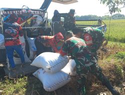 Kodim Boyolali Dukung Program Bulog Melalui Serapan Gabah Petani