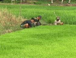 Pembangunan Bidang Ketahanan Pangan Program TMMD Ke-124 Kodim 1802/Sorong Capai 84 Persen