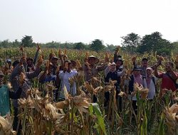Polisi di Gresik Panen Jagung Melimpah di Dusun Sukoanyar Kecamatan Cerme