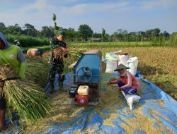 Sejuta Harapan di Sawah, Babinsa Desa Gledug Bantu Petani Panen Padi