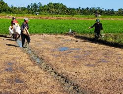 Satgas TMMD Kodim 1802/Sorong Dukung Petani Tabur Bibit Padi di Lahan 2 Hektar