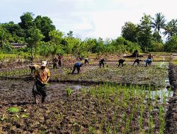 Tanam Padi Bersama Lahan 2 Ha Program TMMD Ke-124 Kodim 1802/Sorong