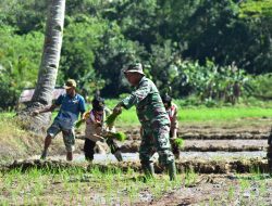 Satgas TMMD Ke-124:Tanam Padi Wujud Dukungan Progam Ketahanan Pangan