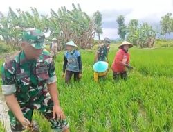 Optimalkan Kesuburan Padi, Babinsa Lakukan Pembersihan Gulma di Sawah Poktan Sri Luwih