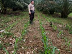 Bripka Heryanto Dampingi Petani Cek Progres Jagung di Sebangki