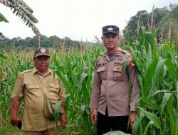 Cek Progres Tanaman Jagung Di Desa Ringo Lojok