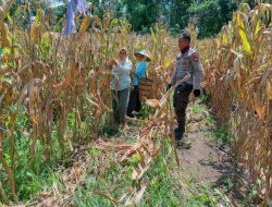 Bintara penggerak ketahanan pangan Polsek Mempawah Hulu Panen Jagung di Desa Sabaka