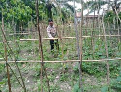 Perkuat Swasembada Pangan, Polsek Sebangki Turun ke Lapangan Monitoring Poktan