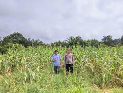 Bintara Pengerak Ketahanan Pangan Cek Kondisi Jagung Ke Desa Ansang
