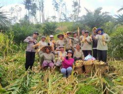 Bintara Penggerak Desa Angan Tembawang Menghadiri Kegiatan Panen Jagung Bersama KWT Anggrek Putih