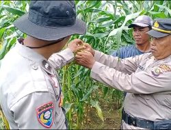 Wakapolsek Rambutan Cek Langsung Program 2 Tanaman Jagung di Lahan PT Pulau Subur