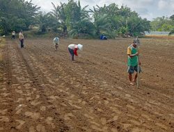 Poktan Nek Ahi Ngareap Tanam Jagung Dukung Ketahanan Pangan