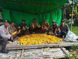 Kapolsek Air Besar Hadiri Panen Jagung Bukti Nyata Dalam Mendukung Ketahanan Pangan