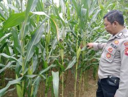 Polisi Peduli Petani: Bhabinkamtibmas Terjun ke Lahan Jagung