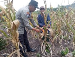 Bhabinkamtibmas Polsek Mandor Cek Progres Tanaman Jagung di Desa Kayu Ara
