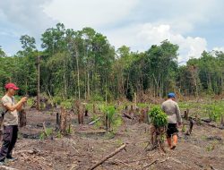 Untuk Mendukung Program Ketahanan Pangan, Kapolsek Kuala Behe Dan Anggota Cek Lahan Persiapan Penanaman Jagung