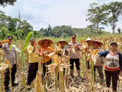Kapolsek Menyuke Hadiri Kegiatan Panen Jagung Hibrida Di Lahan KWT Dara Balago Desa Ringo Lojok