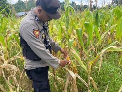 Bintara Penggerak Ketahanan Pangan Polsek Meranti, Cek Progres Tanaman Jagung