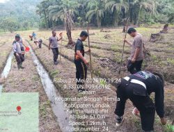 Penanaman Benih Jagung di Lahan Percontohan Polsek Sengah Temila Bersama Masyarakat