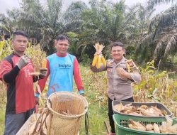 Bintara Penggerak Desa Pawis Hilir Menghadiri Kegiatan Panen Jagung Perdana Bersama KWT Mekar Sari