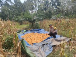 Program Ketahanan Pangan di Mandor Berbuah Hasil: Jagung Dipanen di Desa Pongok