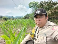 Bripka Heryanto Bersama Poktan LELAMOK RAYA Cek Progres Tanaman Jagung di Desa Agak