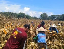 Poktan Nyimpuk Desa Tunang Laksanakan Panen Perdana Jagung Hibrida