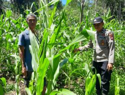 Kanit Binmas Polsek Sebangki Tinjau Perkembangan Tanaman Jagung Poktan LABE RAYA