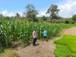 Bintara Pengerak Lakukan Pengecekan Progres Tanaman Jagung KWT Karumi Mandiri Di Desa Padang Pio