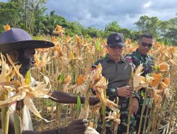 Dukung Program Ketahanan Pangan Pemerintah, Satgas Yonif 131/Brajasakti Bersama Masyarakat Kampung Wonorejo Perbatasan Papua Panen Jagung
