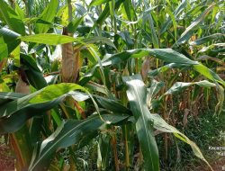Rutin Cek Tanaman Jagung, Pastikan Tumbuh Dengan Baik