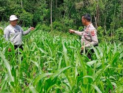 Pastikan Pertumbuhan Jagung , Bintara Penggerak Laksanakan Pengecekan