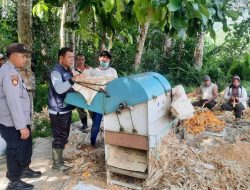 Panen Perdana Jagung Bersama KWT BATUNAAN di Desa Andeng, Sengah Temila