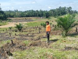 Bintara Penggerak Lakukan Pengecekan Lahan Percontohan Penanaman Jagung Polsek Meranti
