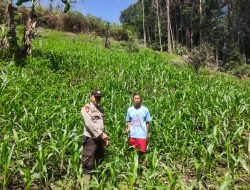 Bintara Pengerak ketahanan Pangan Desa Bagak Cek Progres Tanaman Jagung