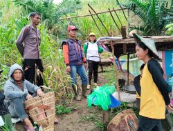 Panen Perdana Jagung Hibrida RI-1 di Desa Keranji Mancal, Dorong Ketahanan Pangan Lokal