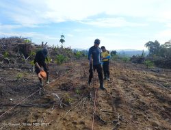 Polsek Mandor Lanjutkan Penanaman Jagung di Lahan Percontohan untuk Dukung Swasembada Pangan